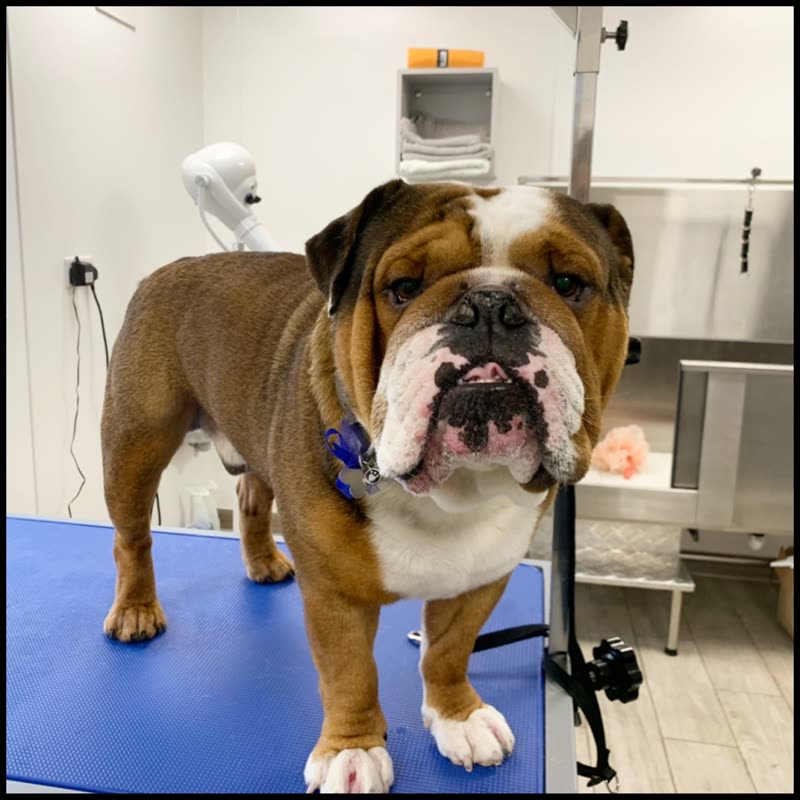 An English Bulldog standing on the blue grooming table in Francesca's grooming room