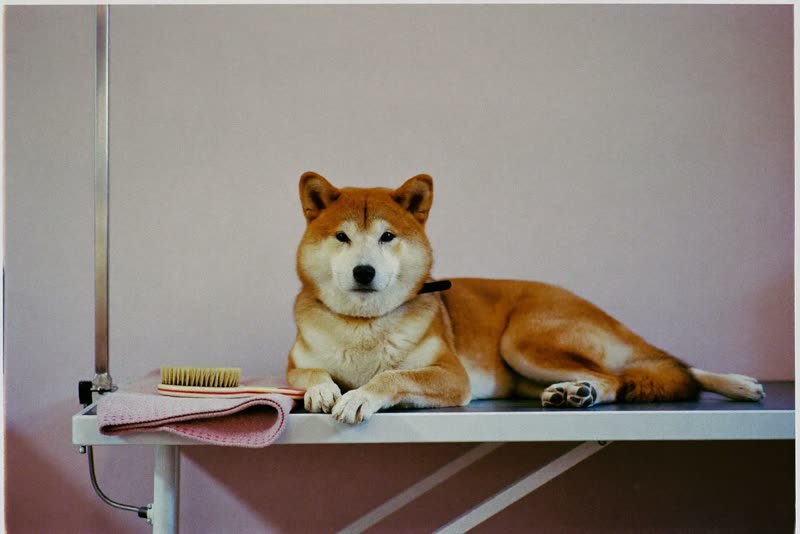 A dog resting on a grooming table beside a brush and towel