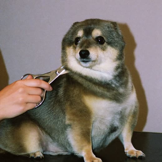 A dog being trimmed with grooming scissors