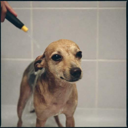 A small dog being bathed