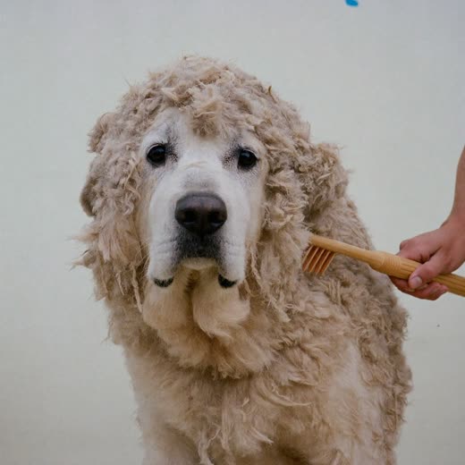 A thick-coated dog being brushed with a de-shedding rake