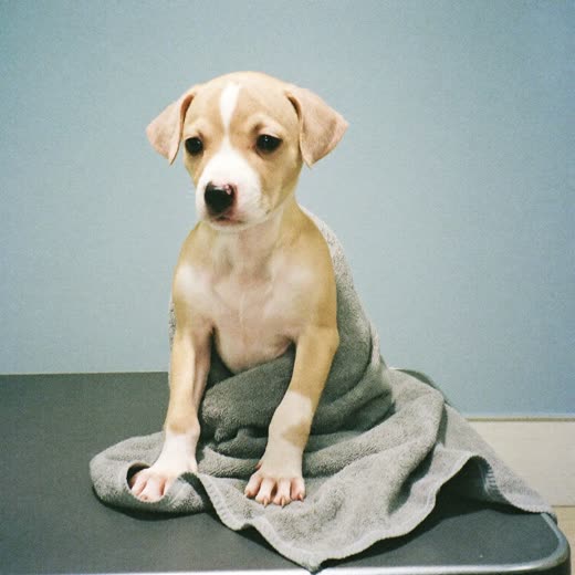 A puppy wrapped in a towel on a grooming table
